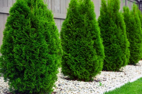 Arborvitae Planting in San Ramon