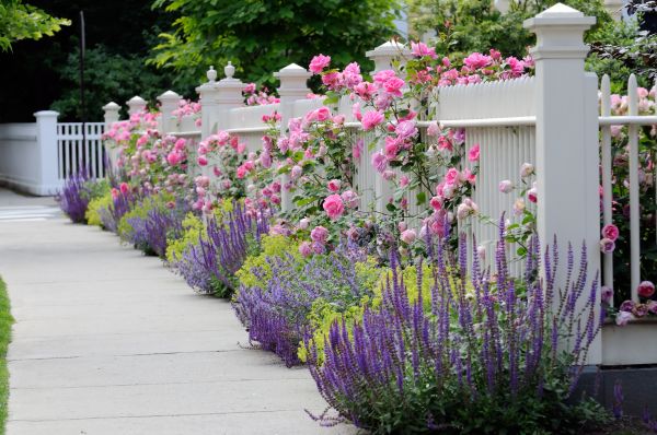 Garden Handyman Service in San Ramon