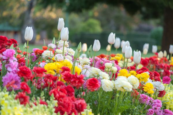 Gardening Service in San Ramon