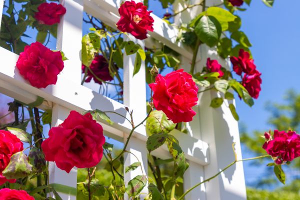 Home Gardening Service in San Ramon