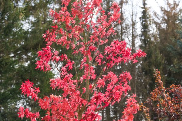 Japanese Maple Planting in San Ramon