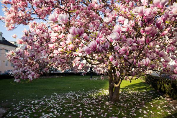 Magnolia Tree Planting in San Ramon