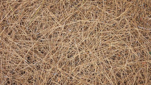 Pine Needles Delivery in San Ramon