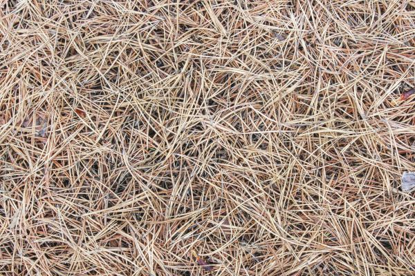 Pine Straw Installation in San Ramon