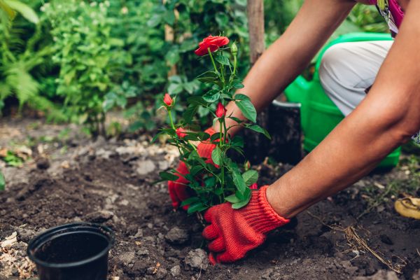 Planting Service in San Ramon