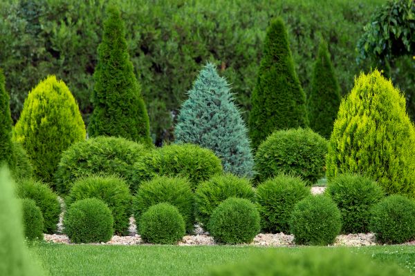 Shrub Replacement in San Ramon