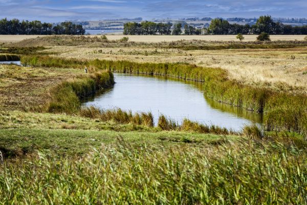 Swale Landscaping in San Ramon