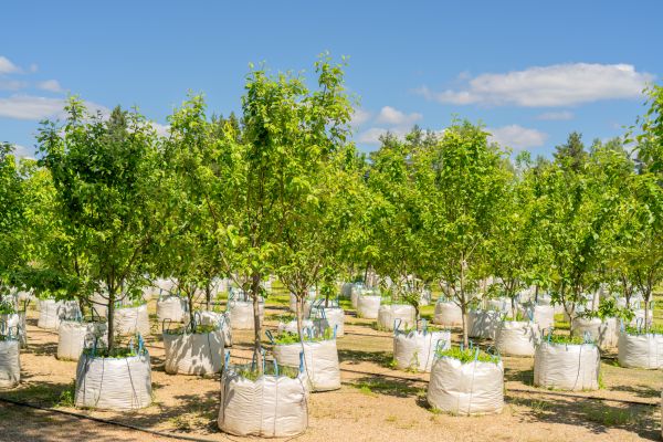 Tree Planting Service in San Ramon