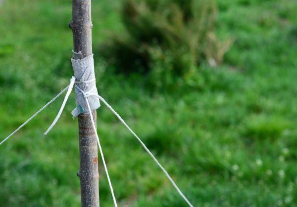 Tree Staking Service in San Ramon