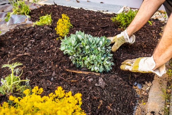 Weeding And Mulching in San Ramon
