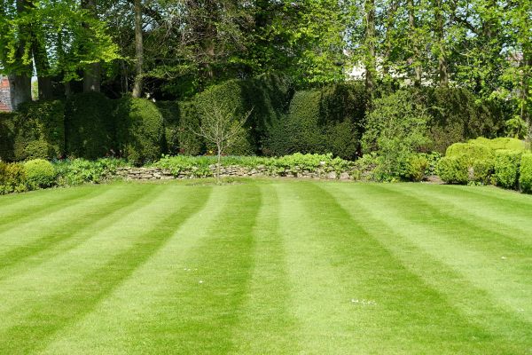 Lawn Renovation in San Ramon