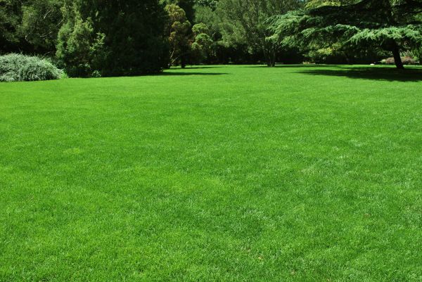 Lawn Landscaping in San Ramon