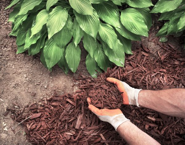 Shredded Mulch Service in San Ramon