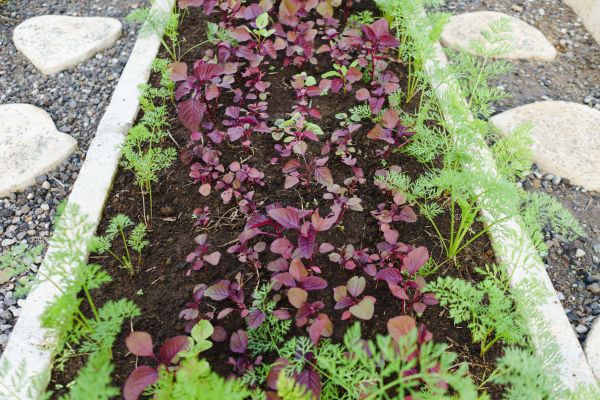 Edging Installation in San Ramon