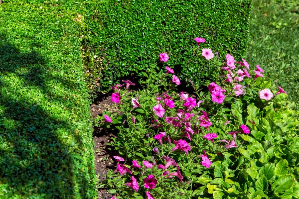 Softscaping Service in San Ramon