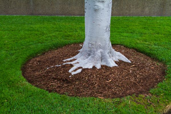 Brown Mulch Installation in San Ramon