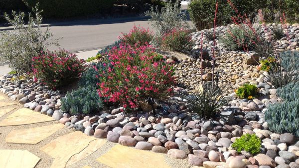Xeriscape Landscaping in San Ramon