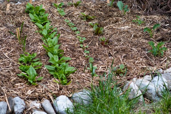 Mulch Service in San Ramon