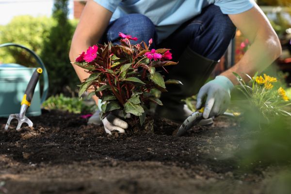 Plant Installation in San Ramon