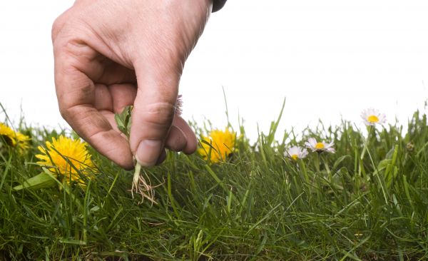 Lawn Weeding in San Ramon