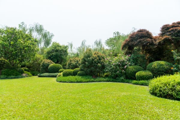 Tree Landscaping in San Ramon