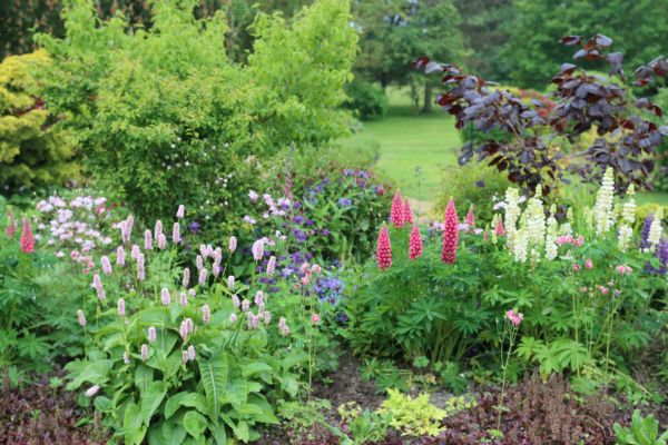 Flower Bed Planting in San Ramon