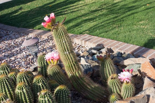 Desert Landscaping in San Ramon