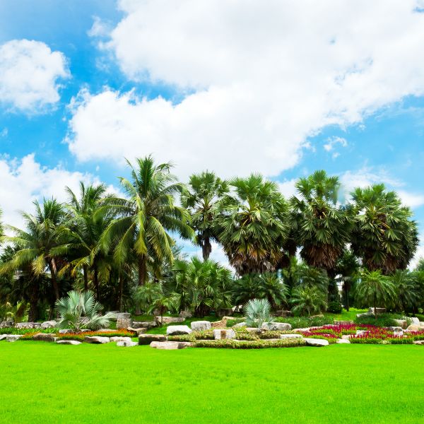 Tropical Landscaping in San Ramon