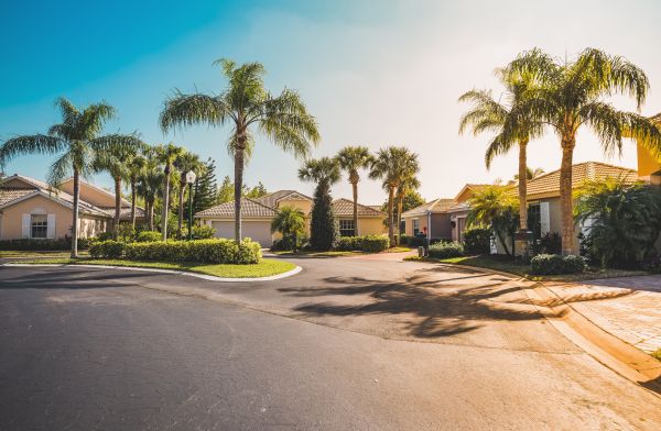 Palm Tree Landscaping in San Ramon