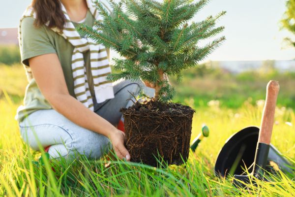 Spruce Tree Planting in San Ramon