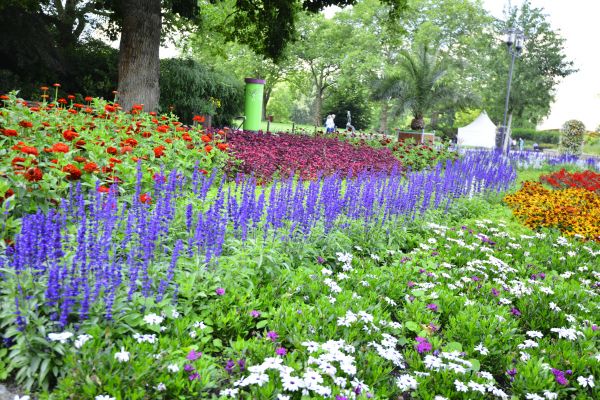 Perennials Planting in San Ramon