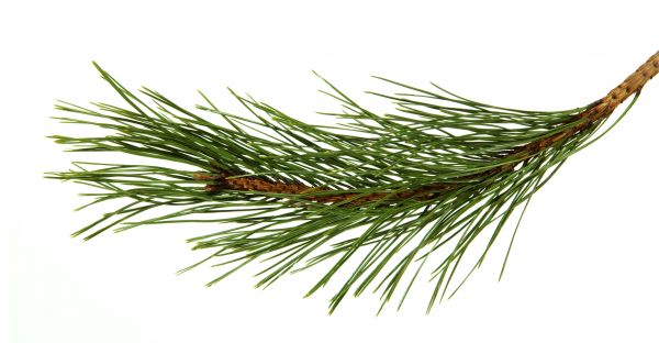 Pine Needles Installation in San Ramon