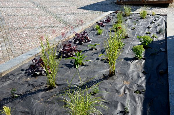 Landscape Fabric Installation in San Ramon