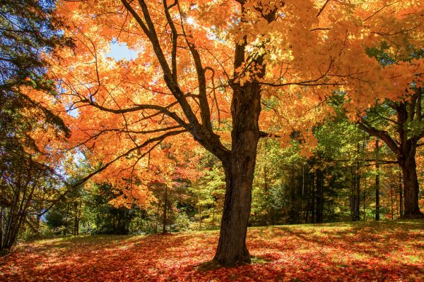 Maple Tree Planting in San Ramon