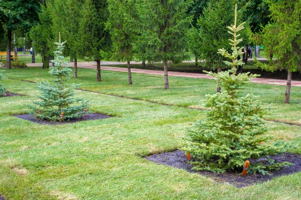 Privacy Trees Planting in San Ramon