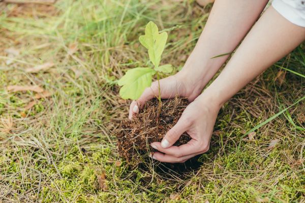 Oak Tree Planting in San Ramon