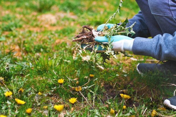 Flower Bed Clearing in San Ramon