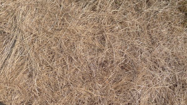 Pine Straw Replacement in San Ramon