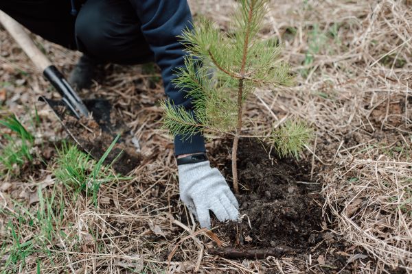 Pine Tree Planting in San Ramon