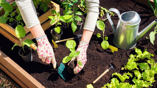 Garden Bed Installation in San Ramon