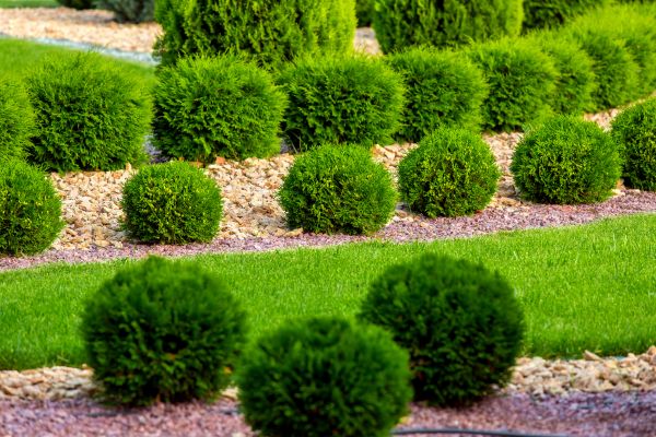 Bush Replacement in San Ramon