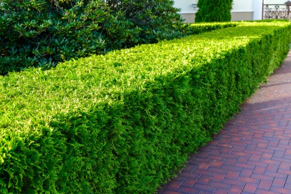 Hedge Installation in San Ramon