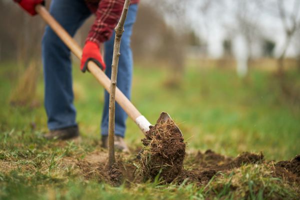 Trees Planting in San Ramon