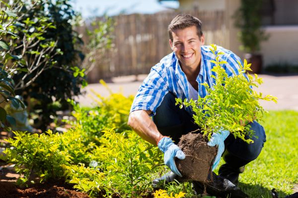 Shrub Landscaping in San Ramon
