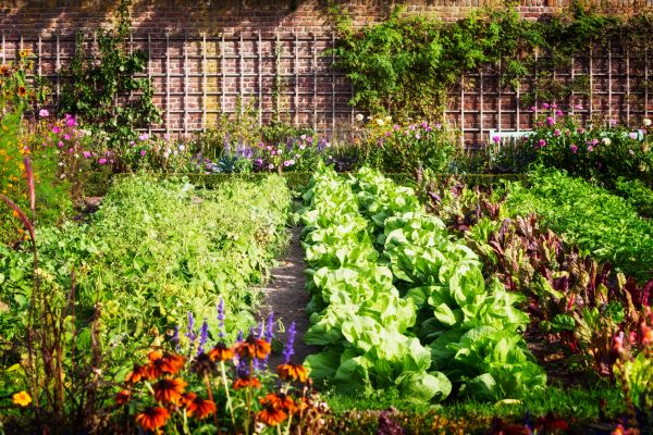 Garden Planting Service in San Ramon