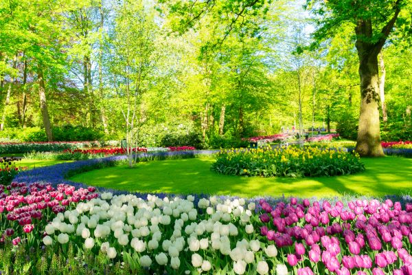 Flower Landscaping in San Ramon