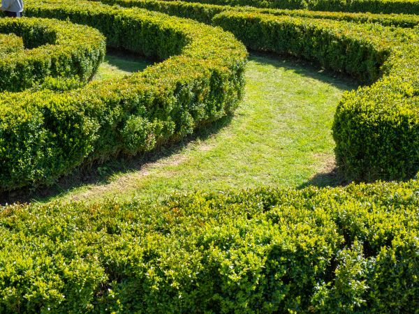Bush Landscaping in San Ramon