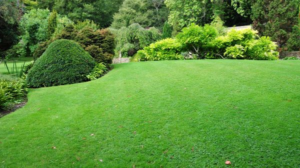 Commercial Landscape Design in San Ramon