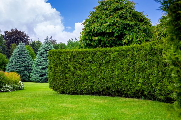 Hedge Landscaping in San Ramon