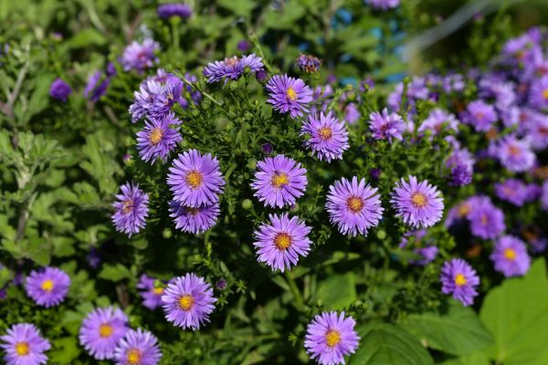 Perennial Flower Planting in San Ramon